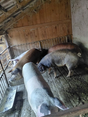 porci intre 90 si 150kg la 10km de orastie - imagine 4