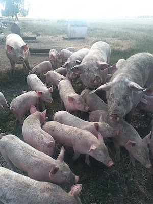 animale de fermă  - imagine 2