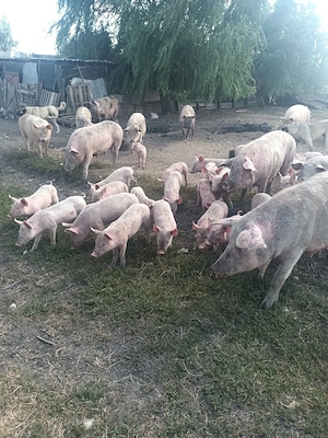 animale de fermă  - imagine 4