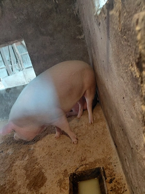 porci grasi