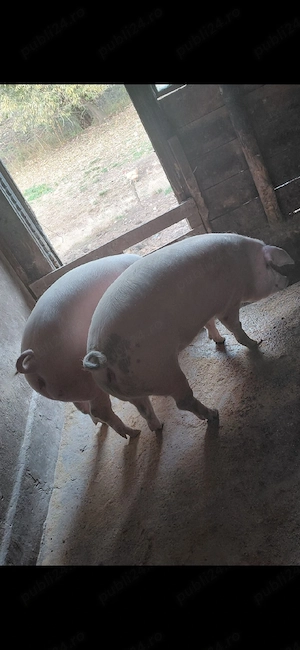 porci grasi - imagine 2