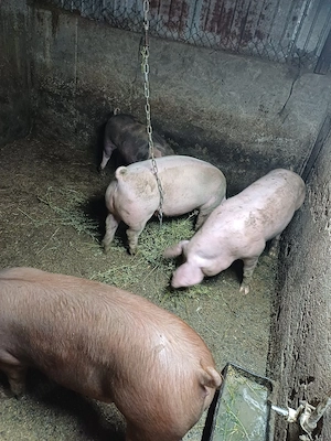 de vinzare porci pentru Crăciun  - imagine 2