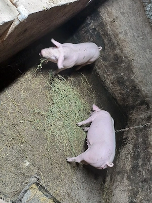 de vinzare porci pentru Crăciun  - imagine 3
