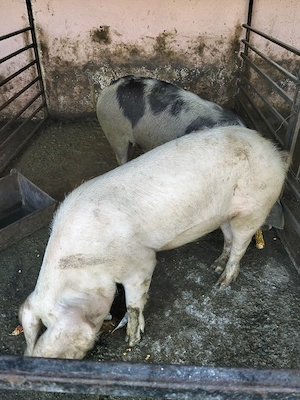 vând două grasune prețul este pe buc  - imagine 5