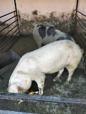 vând două grasune prețul este pe buc  - imagine 4