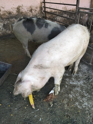 vând două grasune prețul este pe buc 