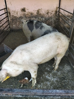vând două grasune prețul este pe buc  - imagine 2