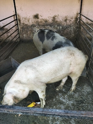 vând două grasune prețul este pe buc  - imagine 3