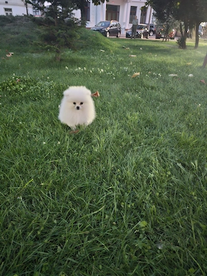 Pomeranian - 2 baietei superbi, foarte pufosi