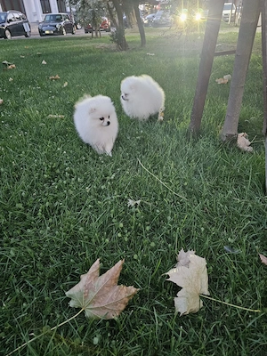 Pomeranian - 2 baietei superbi, foarte pufosi - imagine 5
