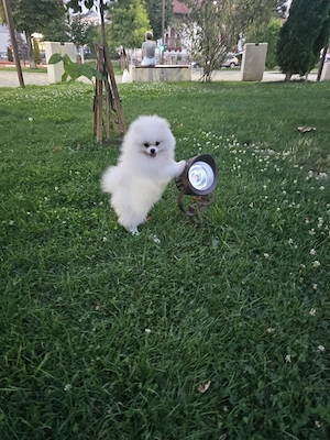 Pomeranian - 2 baietei superbi, foarte pufosi - imagine 2