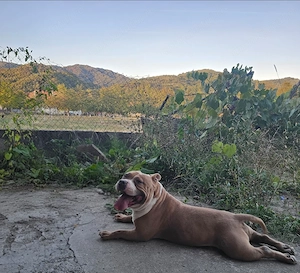 American Bully pocket - imagine 2