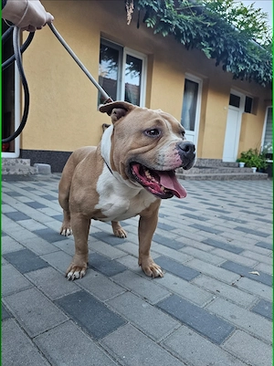 American Bully pocket