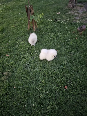 Pomeranian - 2 baietei superbi, foarte pufosi - imagine 3