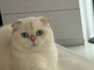 Fetita superba Scottish Fold