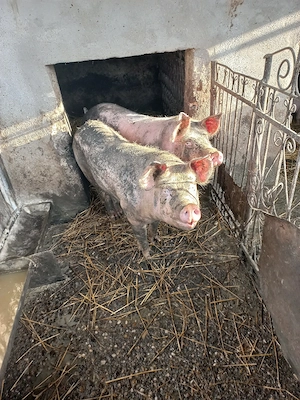 Vand porc de 90-100 kg. - imagine 2