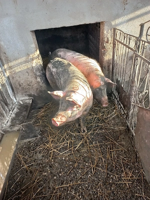 Vand porc de 90-100 kg.