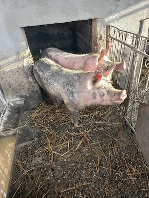 Vand porc de 90-100 kg. - imagine 3
