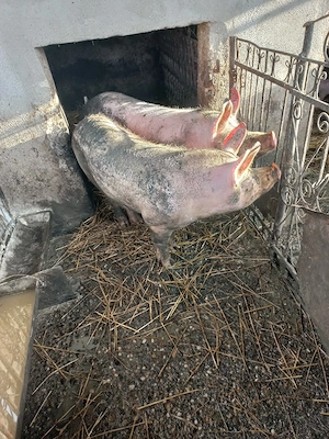 Vand porc de 90-100 kg. - imagine 4