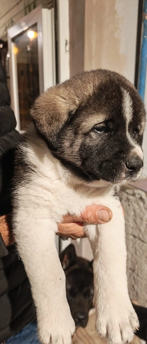 Akita american  - imagine 5