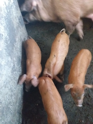 Vând 8 purcei de șapte săptămâni cu 300 de lei bucata - imagine 2