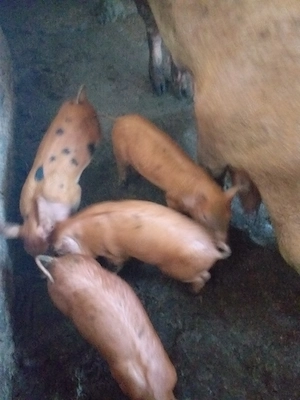 Vând 8 purcei de șapte săptămâni cu 300 de lei bucata - imagine 4