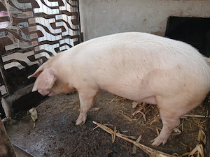 Porc de vânzare 