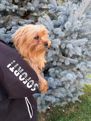Femela de yorkshire terrier,2 ani  - imagine 4