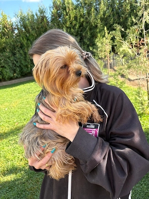 Femela de yorkshire terrier,2 ani 
