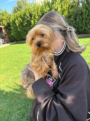 Femela de yorkshire terrier,2 ani  - imagine 2