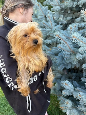 Femela de yorkshire terrier,2 ani  - imagine 5