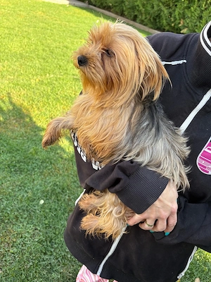 Femela de yorkshire terrier,2 ani  - imagine 3