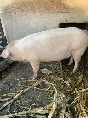 Porc de vânzare  - imagine 2