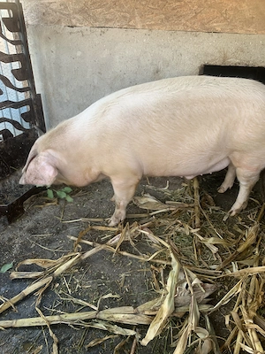 Porc de vânzare 