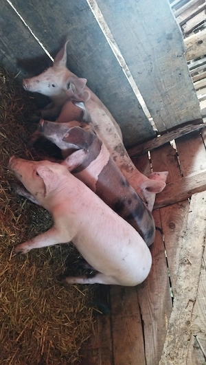 4 purcele de vânzare 