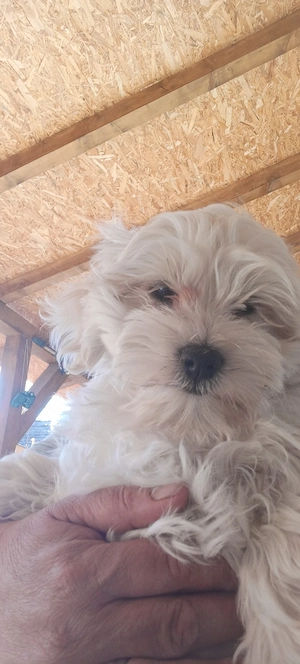Bichon maltez ! 