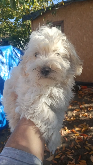 Bichon maltez
