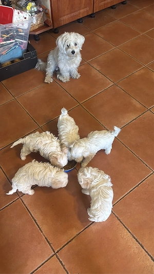 Vand bichon 7 saptamani - imagine 5