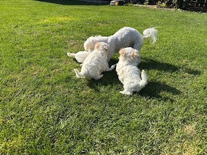 Vand bichon 7 saptamani - imagine 3