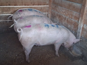 vând porci 120-180 kg