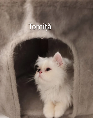 Tomiță, persan afectuos caută stăpâni iubitori 