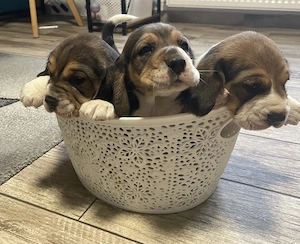 Cățeluș beagle ( băiețel )