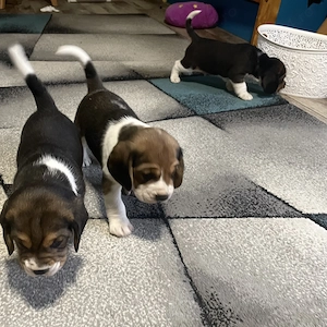 Cățeluș beagle (băiețel) - imagine 3