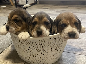 Cățeluș beagle (băiețel)
