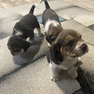 Cățeluș beagle (băiețel) - imagine 5