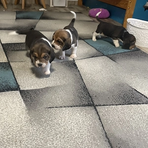 Cățeluș beagle (băiețel) - imagine 4