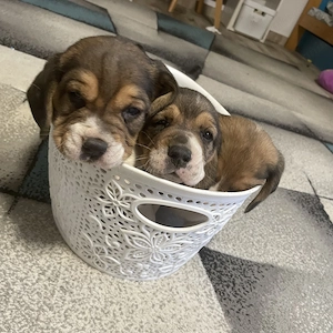 Cățeluș beagle ( băiețel ) - imagine 5