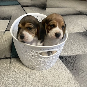 Cățeluș beagle ( băiețel ) - imagine 4