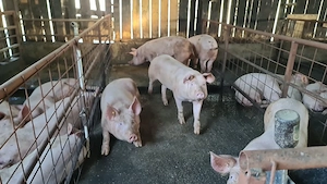  porci de vânzare   14 lei kg   berbeci băle de vânzare   1.500 lei bucata 
