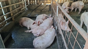  porci de vânzare   14 lei kg   berbeci băle de vânzare   1.500 lei bucata  - imagine 3